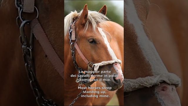 This fact about horses in Italian... смотреть онлайн