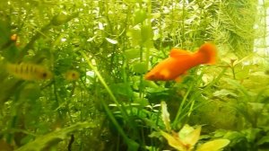 Синтепон . Применение в фильтрах