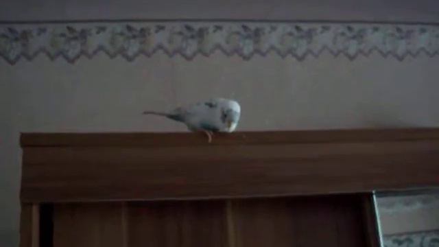 папугай висит головой вниз смотреть онлайн