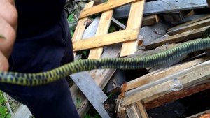 Тигровый уж (Rhabdophis tigrinus)