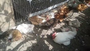 Расклевы и каннибализм у кур... Что делать?