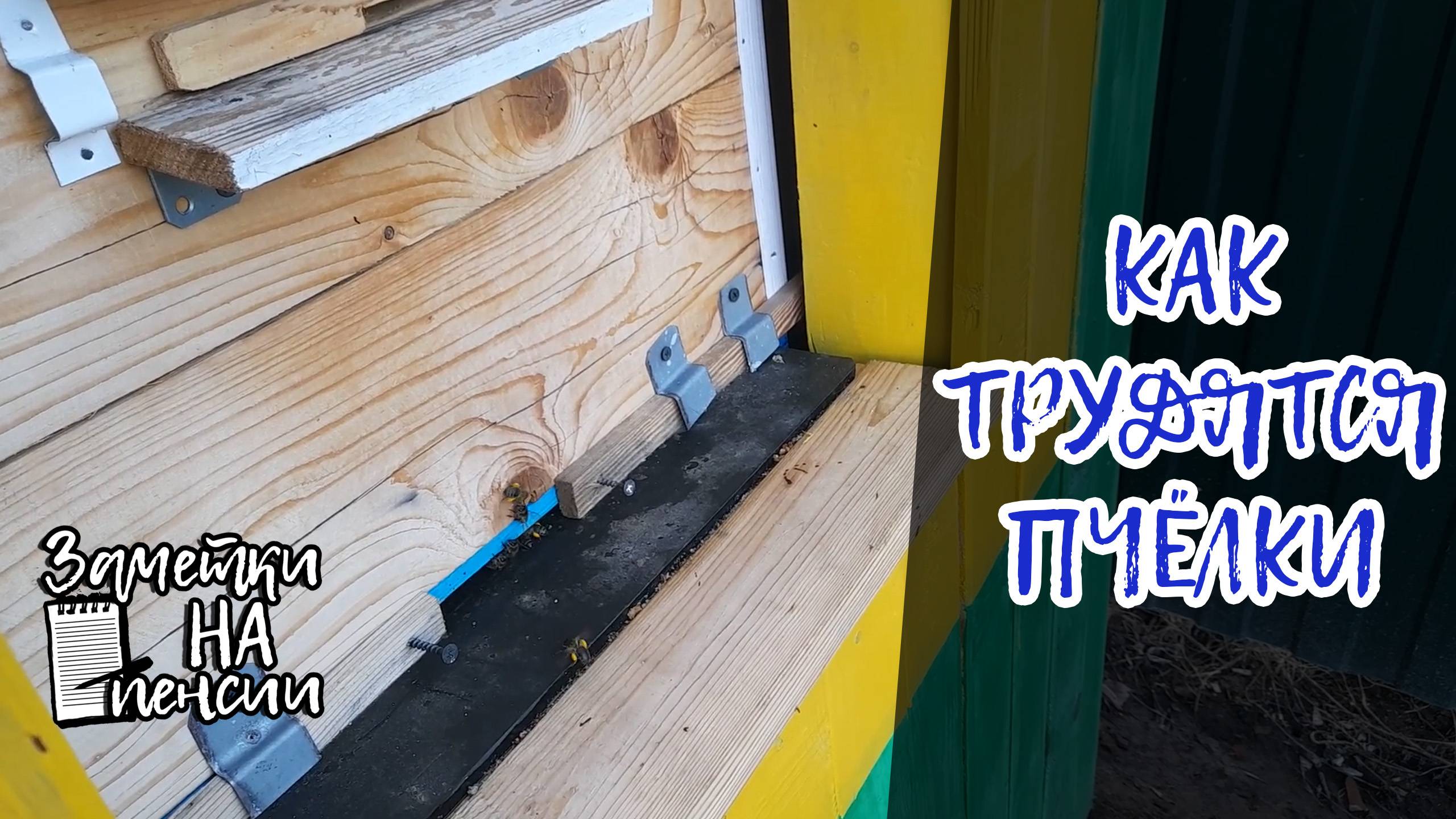 Как трудятся пчелки #пчелы # пасека #обножка