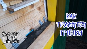 Как трудятся пчелки #пчелы # пасека #обножка