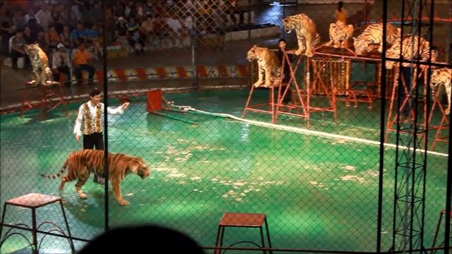 Шоу Тигров.  Тигровый зоопарк Сирача / Siracha Tiger Zoo (Тайланд) - 2
