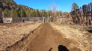 Выкапываем озимый чеснок и садим огурцы