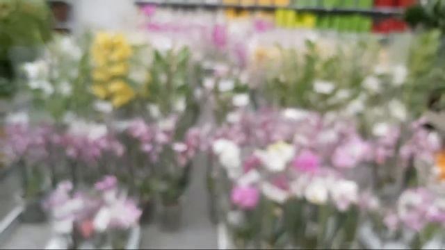 Планета Лета Обзор В Прямом Эфире смотреть онлайн