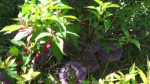 В гостях у садовника и коллекционера растений  Жанны Сучковой из города Энгельса