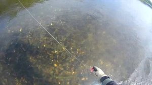 Камчатка-2017. Рыбалка на кижуча.