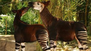 Окапи - жираф или зебра. Животное которое долго не признавали ученые! Конго Африка. Удивительное!