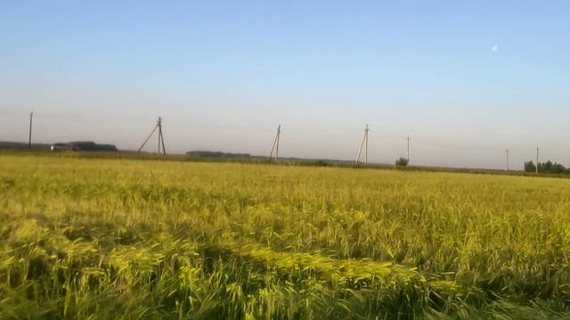 Природы, пшеница, релаксация, пение птиц смотреть онлайн