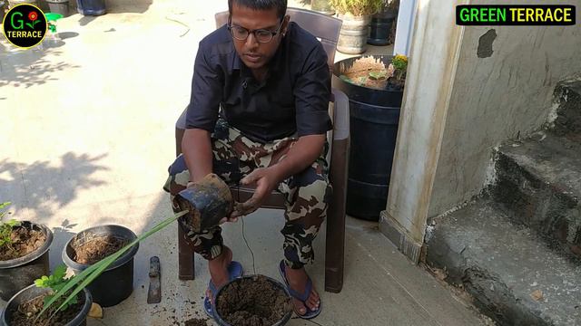 how to grow Gladiolus flower plant | Gladiolus plant care | gladiolus ka podha ghar main kaise ugay смотреть онлайн