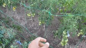 Сетка шпалерная для огорода - использование для выращивания дынь