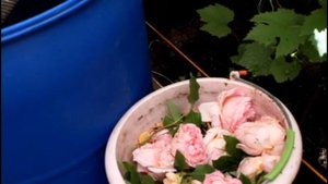 Что я делаю с отцветшими бутонами роз?