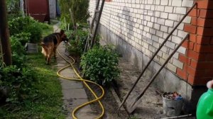 За углом тусуются кошки