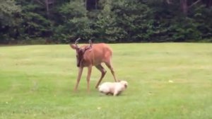 Смешные приколы про животных ТОПовая Подборка животных 2018 | #109