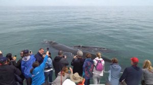 Whale watching  in Hermanus, South Africa | Киты в Херманусе, ЮАР