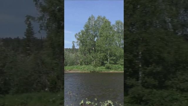 1365 Красота Тайга место устье Даугли #дмитрийяков #тайга #рыбалка #fishing #hunting #выживалово