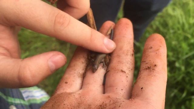 Ящерица живородящая (Lacerta vivipara), оторвался хвост смотреть онлайн