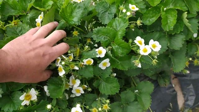 Обзор цветения крапо 10 /23 мая 2022 г. смотреть онлайн