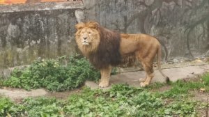 Зоопарк в калиненград шикарный.