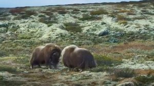 Овцебык (мускусный бык) Ovibos moschatus наряду с бизонами и северными оленями - единственные копы