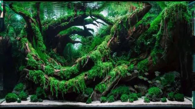 Aquascape before and after planting