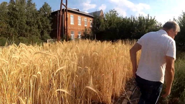 Чечевица. Урожай в условиях максимальной жары.