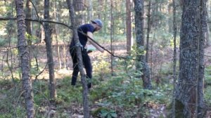 Собираю чернику в Тамбовском лесу