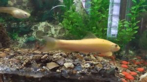 Китайский водорослеед(Геринохеил золотой)