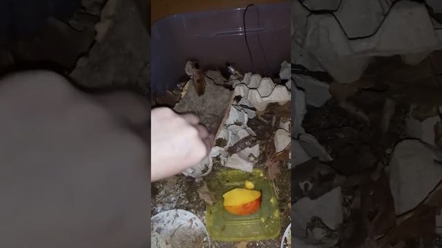 Таракан Блаберус мёртвая голова (Blaberus craniifer) смотреть онлайн