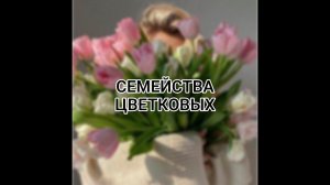 Как запомнить семейства покрытосеменных?