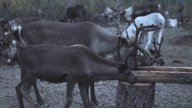 "Байкал-Аляска" в 2021 - по следам Амурской экспедиции смотреть онлайн