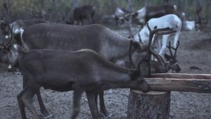 "Байкал-Аляска" в 2021 - по следам Амурской экспедиции