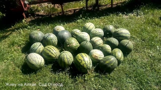 Урожай томатов, перцев арбузов. На лимоннике ягода. смотреть онлайн