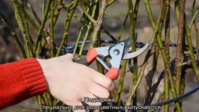 Бордюрные розы — что это такая за разновидность смотреть онлайн