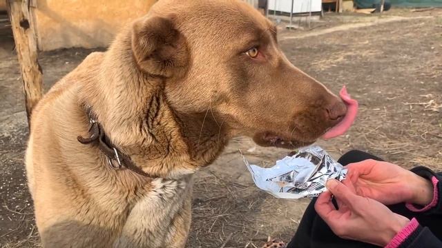 #168 Строительно-огородные дела. Получили посылку из Москвы / Жизнь на юге смотреть онлайн