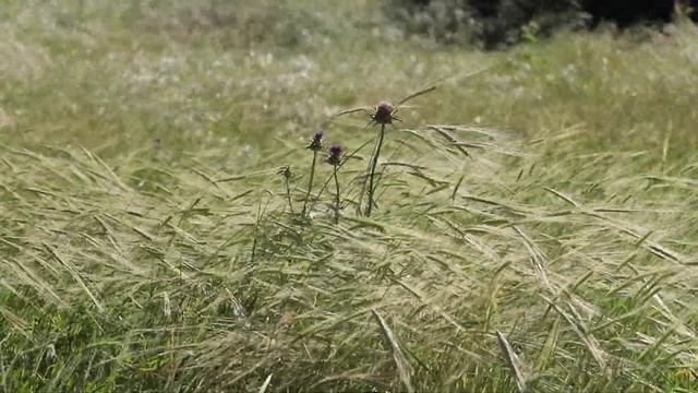 колосья смотреть онлайн