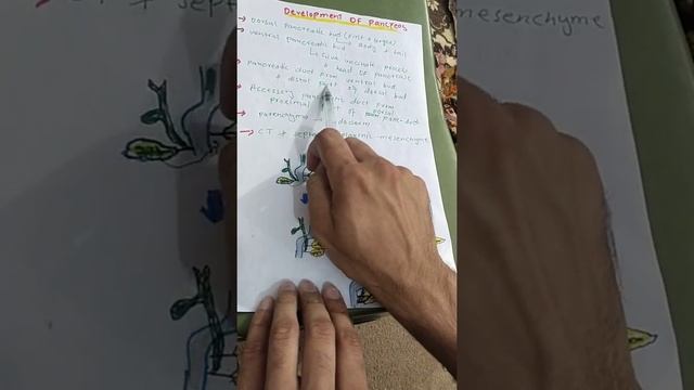 DEVELOPMENT OF PANCREAS |GIT DEVELOPMENT PART4| #mbbs #embryology смотреть онлайн