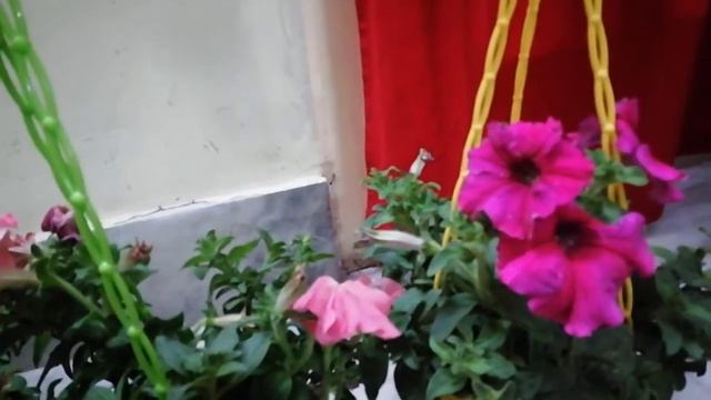 Petunia Flower Plant Care in 3 Steps смотреть онлайн