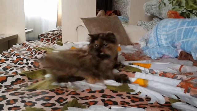 Хвост смотреть онлайн