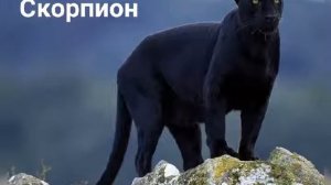 Какой ты хищник по знаку зодиака?