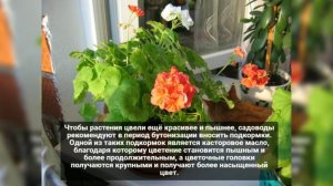 Чудо-средство для пышного и яркого цветения комнатных цветов.