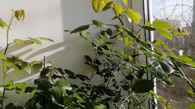 У меня сегодня радость. Цветут розы на лоджии. Розы из черенков. смотреть онлайн