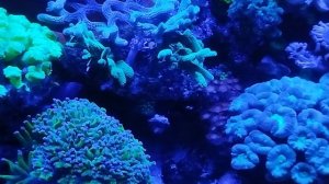 морской аквариум