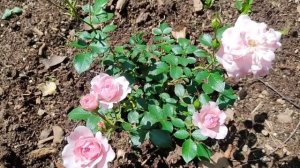 ?Роза Боника 82.