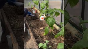 Высадка перцев в теплицу. В лунку добавлено все для получения большого урожая.