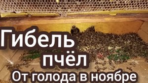 Гибель пчел от голода в течение первых дней зимы.