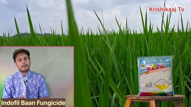 Indofil Baan || ধানের ঝলসা রোগের সস্তা ওষুধ,,,|| Paddy Blast смотреть онлайн
