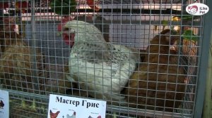 Порода  кур РЕДБРО И МАСТЕР ГРИС Агропромышленная выставка Золотая  осень 2016 iLikePet