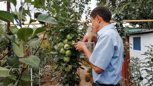 Колоновидная яблоня подарила богатый урожай всего за один год. Колоновидная яблоня колонна.